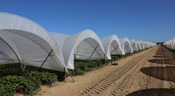 W Hiszpanii – będzie mniej malin, ale więcej truskawek i borówek