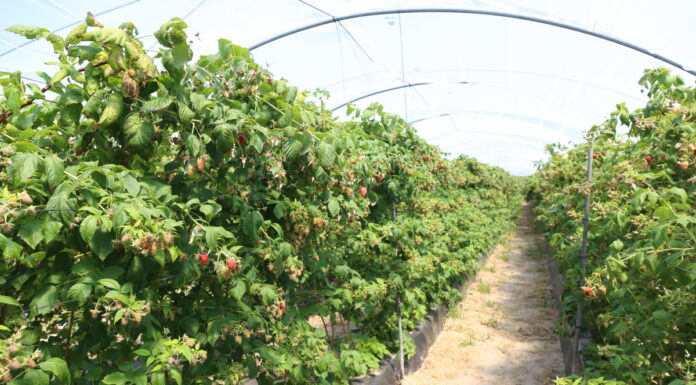 Maliny w Hiszpanii na starcie o 26,4% tańsze niż w 2021 roku malina