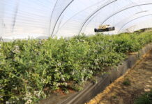 Borówkowa lekcja z Peru borówka