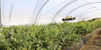 Borówkowa lekcja z Peru borówka