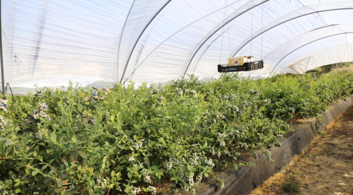 Borówkowa lekcja z Peru borówka