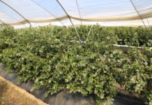 Borówkowe doniesienia z Europy i ze świata borówka