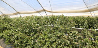 Borówkowe doniesienia z Europy i ze świata borówka