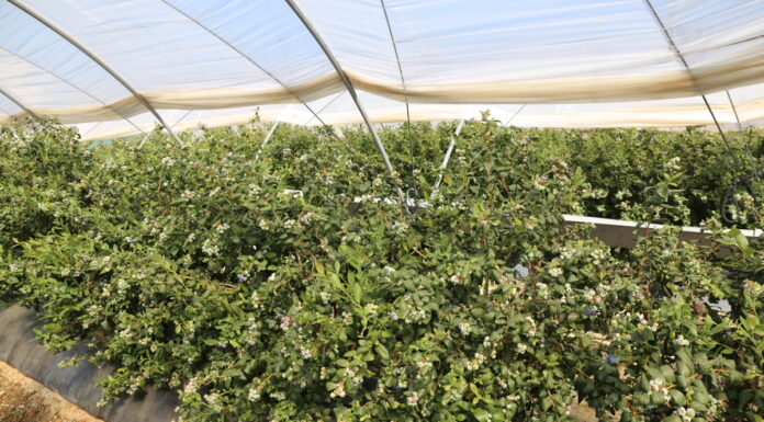 Borówkowe doniesienia z Europy i ze świata borówka