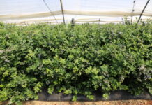Powierzchnia upraw borówki w Maroku zbliża się do 8 000 hektarów – to niemal dwa razy więcej niż w Huelvie borówka