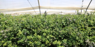 Powierzchnia upraw borówki w Maroku zbliża się do 8 000 hektarów – to niemal dwa razy więcej niż w Huelvie borówka