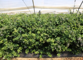 Powierzchnia upraw borówki w Maroku zbliża się do 8 000 hektarów – to niemal dwa razy więcej niż w Huelvie borówka