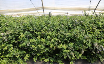 Powierzchnia upraw borówki w Maroku zbliża się do 8 000 hektarów – to niemal dwa razy więcej niż w Huelvie borówka