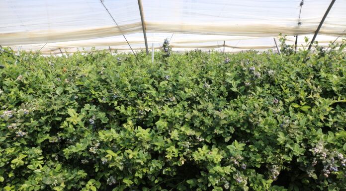 Powierzchnia upraw borówki w Maroku zbliża się do 8 000 hektarów – to niemal dwa razy więcej niż w Huelvie borówka