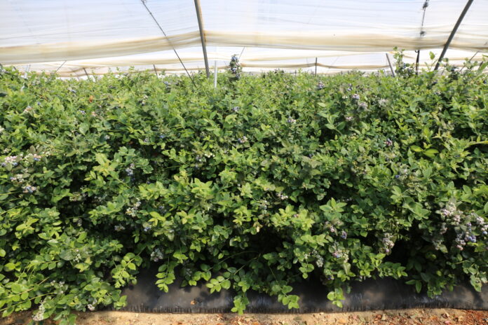 IMG_8949huelva_20 borówka