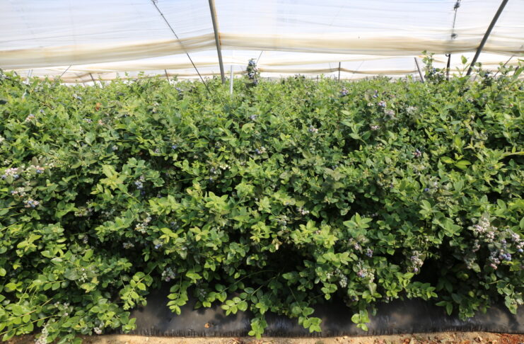 Powierzchnia upraw borówki w Maroku zbliża się do 8 000 hektarów – to niemal dwa razy więcej niż w Huelvie borówka