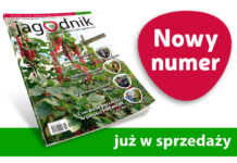Jagodnik 8/2020 już w sprzedaży