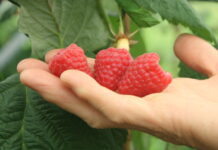 Włoska odmiana malin wcześniejsza od 'Polki’