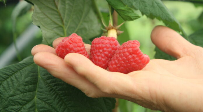 Włoska odmiana malin wcześniejsza od 'Polki’