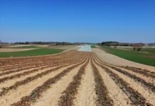 Uprawa truskawek – problemy i rozwiązania