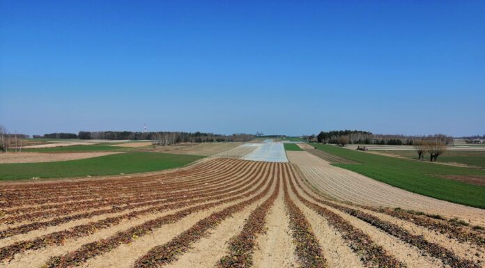 Uprawa truskawek – problemy i rozwiązania