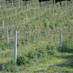fot. 1. przemarznięty glenjagodnik_8_2020