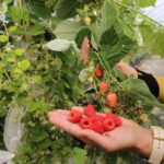 husaria_niwa_IMG_8480 (1)