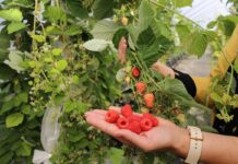 Husaria – czy będzie przełomową odmianą malin w uprawie na podwójny zbiór? husaria