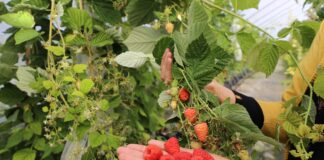 Husaria – czy będzie przełomową odmianą malin w uprawie na podwójny zbiór? husaria