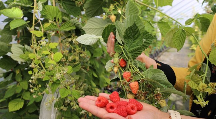 Husaria – czy będzie przełomową odmianą malin w uprawie na podwójny zbiór? husaria