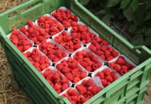 Dlaczego uprawa malin w tunelach się opłaca?