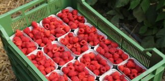 Dlaczego uprawa malin w tunelach się opłaca?