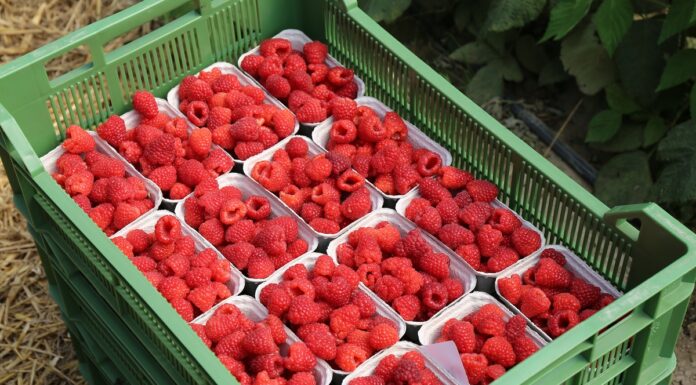 Dlaczego uprawa malin w tunelach się opłaca?