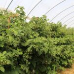 tunele_haygrove_2020 (2)
