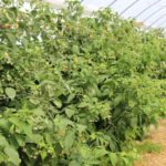 tunele_haygrove_2020 (5)