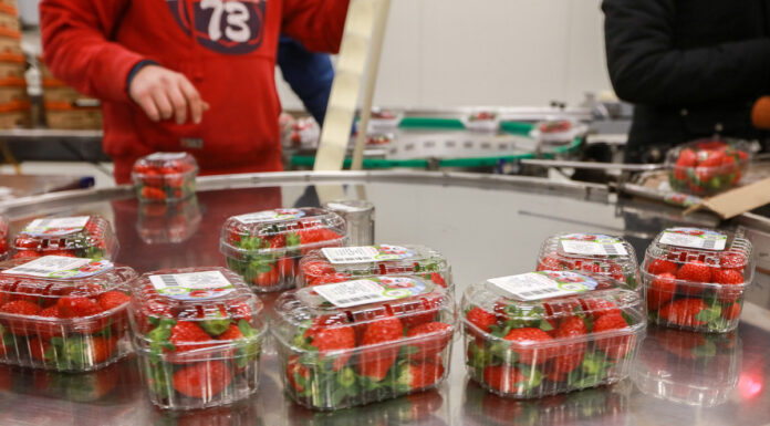 Jagodowe już przez cały rok