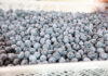 Niedobór borówki z Peru możliwy jeszcze w 2024 roku. Dlaczego? Agronom Berries