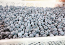 Niedobór borówki z Peru możliwy jeszcze w 2024 roku. Dlaczego? Agronom Berries