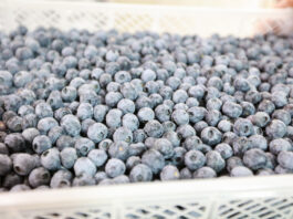Peruwiański sektor borówkowy zmienia priorytety Agronom Berries