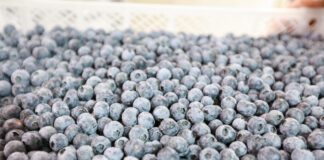 Niedobór borówki z Peru możliwy jeszcze w 2024 roku. Dlaczego? Agronom Berries