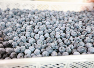 Niedobór borówki z Peru możliwy jeszcze w 2024 roku. Dlaczego? Agronom Berries