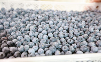 Peruwiański sektor borówkowy zmienia priorytety Agronom Berries