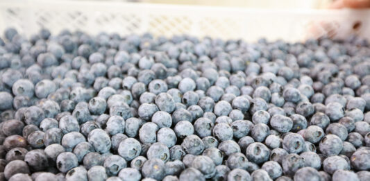 Peruwiański sektor borówkowy zmienia priorytety Agronom Berries