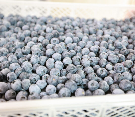 Peruwiański sektor borówkowy zmienia priorytety Agronom Berries