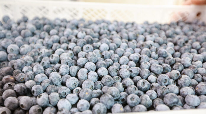 Niedobór borówki z Peru możliwy jeszcze w 2024 roku. Dlaczego? Agronom Berries