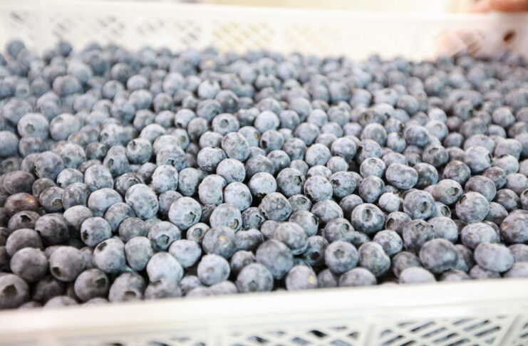 Peruwiański sektor borówkowy zmienia priorytety Agronom Berries