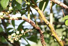 Miseczniki i tarczniki w uprawach sadowniczych misecznik