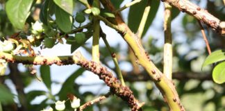 Miseczniki i tarczniki w uprawach sadowniczych misecznik