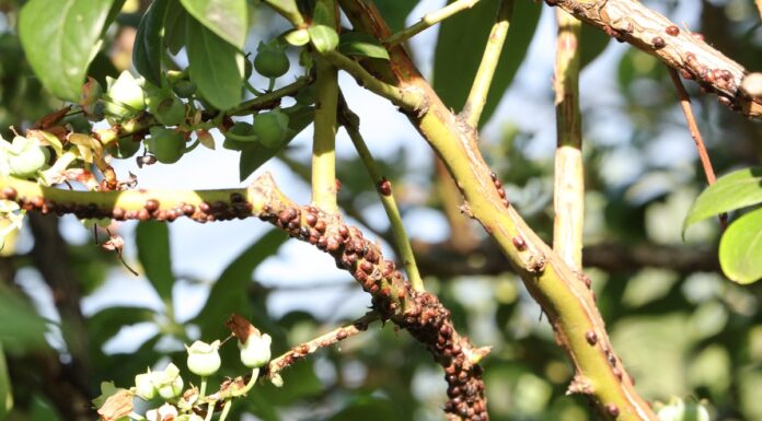 Miseczniki i tarczniki w uprawach sadowniczych misecznik