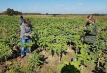 Spada liczba gospodarstw ekologicznych w Polsce, ale ich powierzchnia rośnie