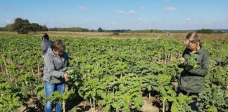 Spada liczba gospodarstw ekologicznych w Polsce, ale ich powierzchnia rośnie