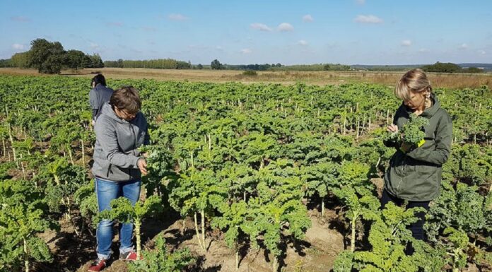 Spada liczba gospodarstw ekologicznych w Polsce, ale ich powierzchnia rośnie
