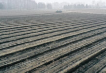 Borówka w substracie CARBOMAT cz. II. FILM