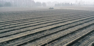 Borówka w substracie CARBOMAT cz. II. FILM