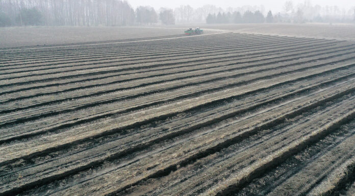 Borówka w substracie CARBOMAT cz. II. FILM